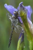 dragon fly on a puple flower in pine mountain