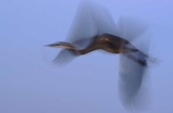 heron in flight