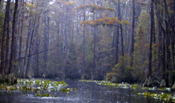 cypress in okeefenokee