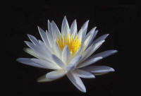 water lily in okeefenokee