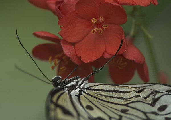 butterfly in pine mountain
