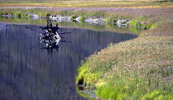 reflection: yellowstone