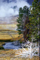 white tree: yellowstone